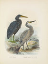 Ardea sacra and Ardea hollandiae
