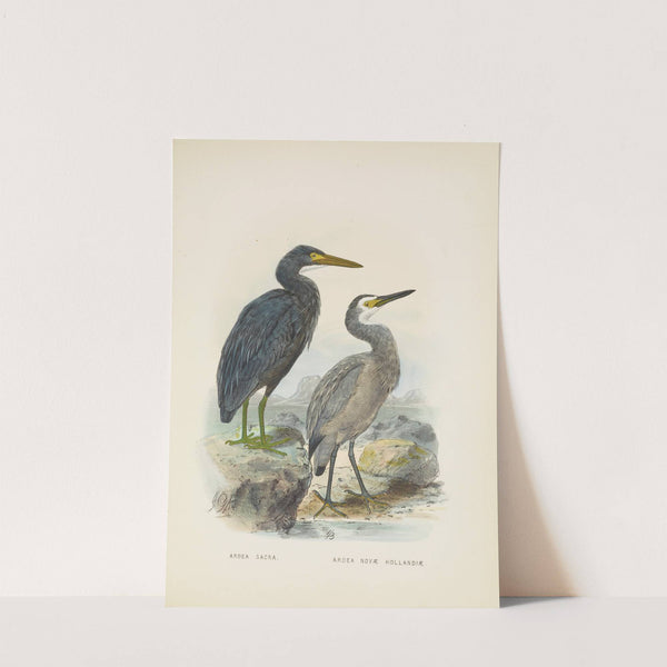 Ardea sacra and Ardea hollandiae (1873) by John Gerrard Keulemans