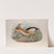 Ardetta minuta. Little Bittern. (1862-1873) by John Gould