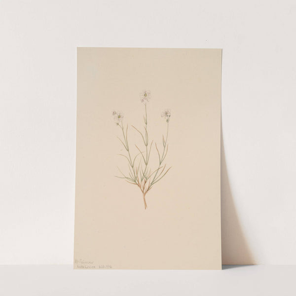 Arenaria formosa (1904) by Mary Vaux Walcott