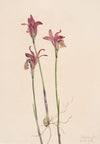 Buff Monkeyflower. Diplacus longiflorus (1925)