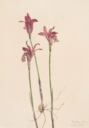 Buff Monkeyflower. Diplacus longiflorus (1925)