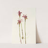 Arethusa. (Arethusa bulbosa) (1925) by Mary Vaux Walcott
