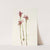 Arethusa. (Arethusa bulbosa) (1925) by Mary Vaux Walcott