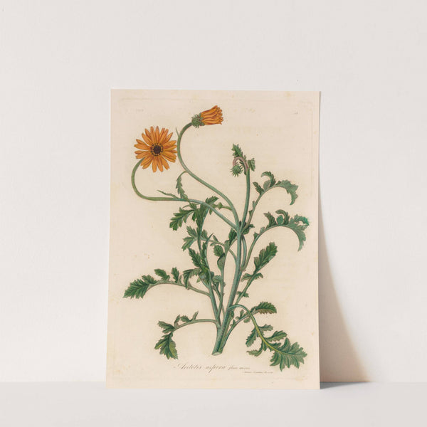 Aretotis aspera flore aureo (1818-1824) by Gaetano Savi