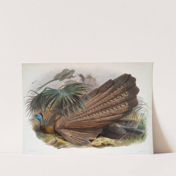 Argus giganteus. (1872) by Joseph Smit