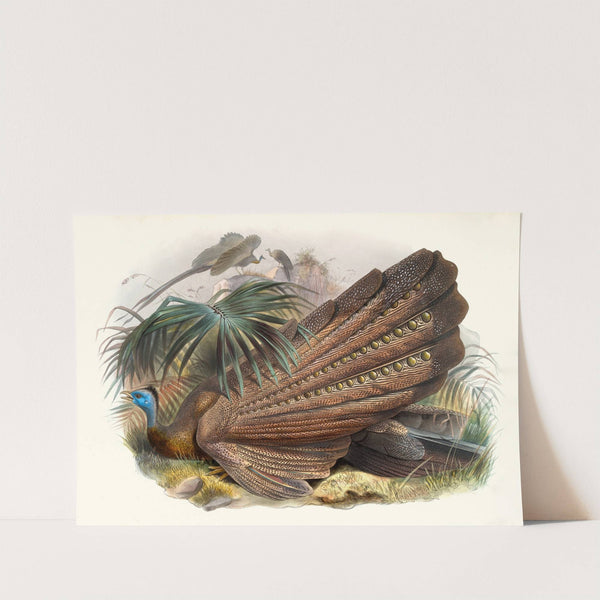 Argus giganteus. by Joseph Smit