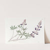 Arid Lupine by Sydenham Edwards
