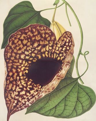 Aristolochia cordiflora