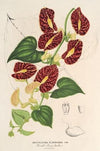 Aristolochia floribunda