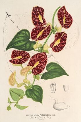 Aristolochia floribunda