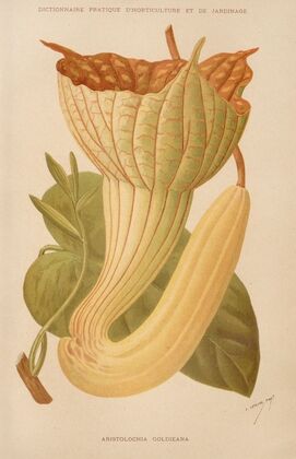 Aristolochia Goldieana (1893)