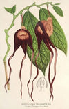 Aristolochia tricaudata