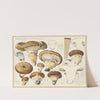 Armillaria imperialis Fr. (1915-1945) by Hans Walty