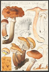 Armillaria mellea Wahl. (1915-1945)