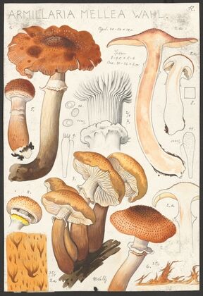 Armillaria mellea Wahl. (1915-1945)
