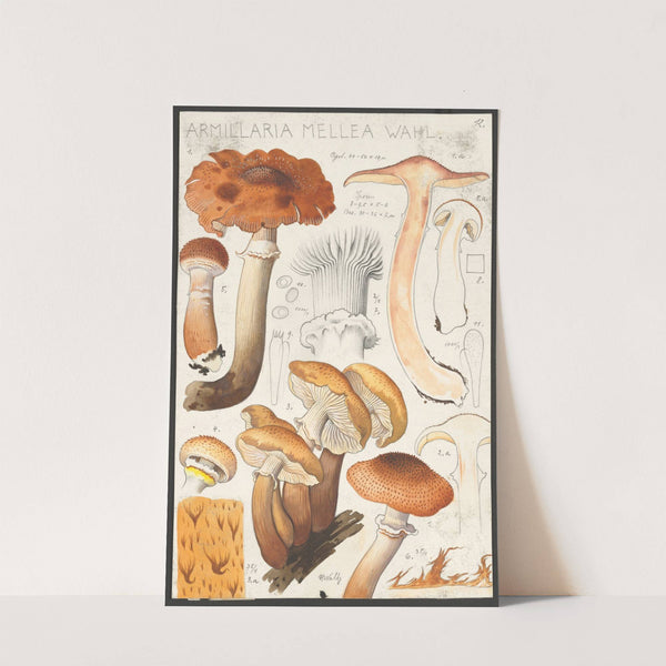 Armillaria mellea Wahl. (1915-1945) by Hans Walty