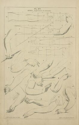Arms – proportions and attitudes