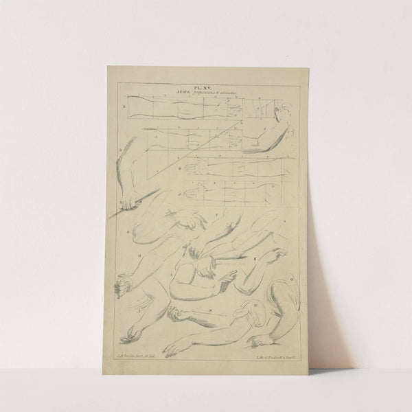 Arms - proportions and attitudes by John Rubens Smith