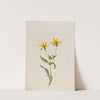 Arnica alpina (1905) by Mary Vaux Walcott