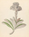Arnica [Oldenburgia grandis]