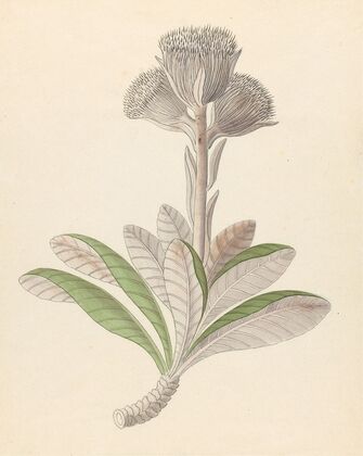 Arnica [Oldenburgia grandis]