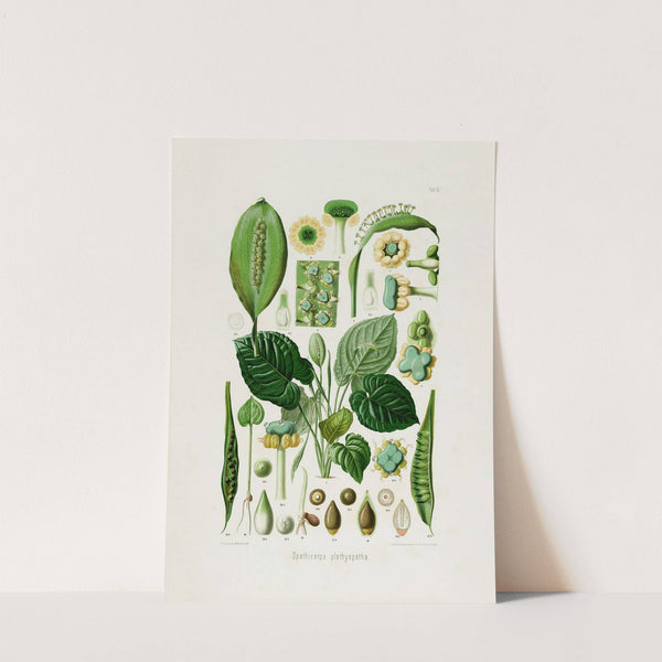 Aroideae Maximilianae Pl.13 (1879) by Heinrich Wilhelm Schott