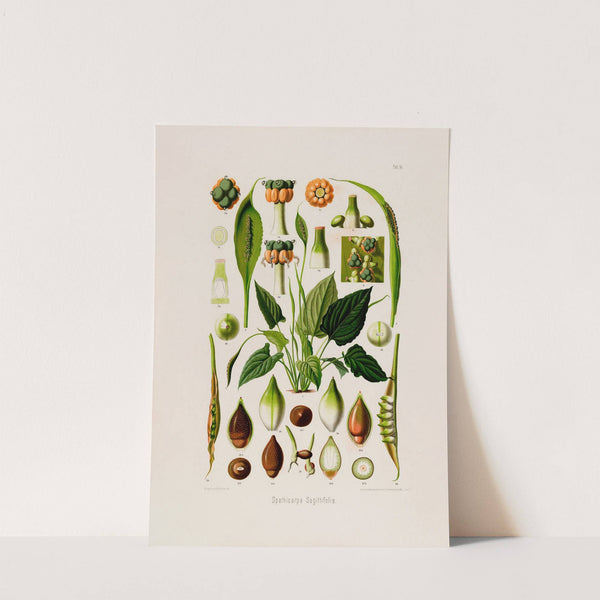 Aroideae Maximilianae Pl.14 (1879) by Heinrich Wilhelm Schott