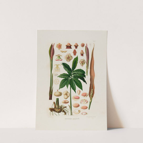 Aroideae Maximilianae Pl.23 (1879) by Heinrich Wilhelm Schott