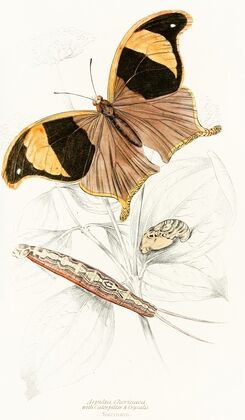 Arpidea Chorinaea