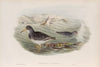 Arquatella maritima. Purple Sandpiper. (1862-1873)
