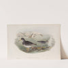 Arquatella maritima. Purple Sandpiper. (1862-1873) by John Gould