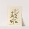 Arrach by Elizabeth Blackwell