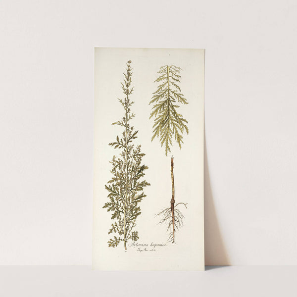 Artemisia hispanica by Nikolaus Joseph Freiherr von Jacquin