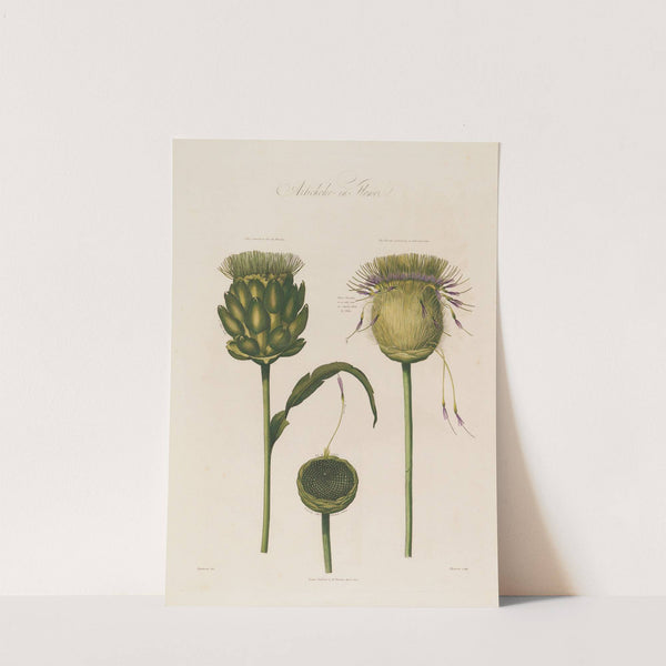 Artichoke in Flower (1799–1810) by Robert John Thornton