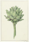 Artisjok