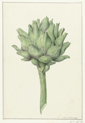Artisjok