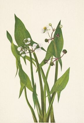 Arum Arrowhead. Sagittaria cuneata (1925)