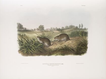 Arvicola Pennsylvanicus, Wilson’s Meadow Mouse. Natural size.