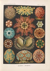 Ascidiae. – Seescheiden