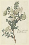 Asclepias cancellata or Gomphocarpus cancellatus Burm.f. Bruyns (Cape or Cotton milkweed)