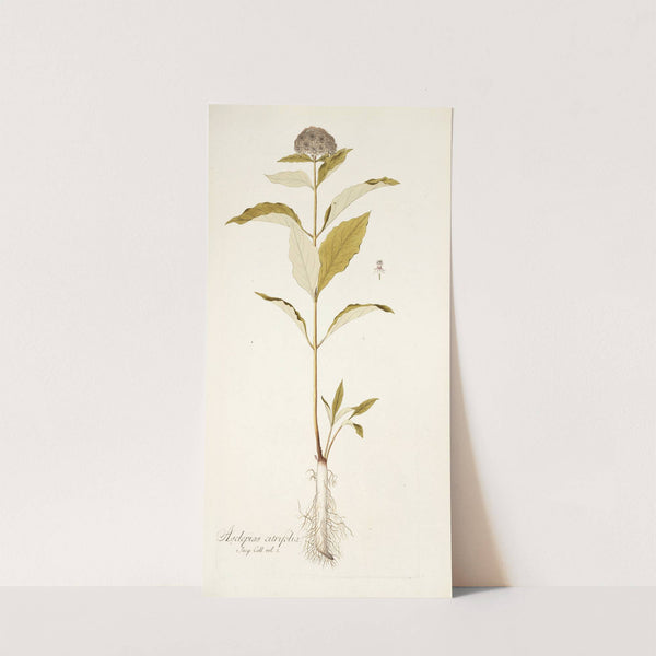 Asclepias citrifolia by Nikolaus Joseph Freiherr von Jacquin