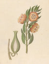 Asclepias grandiflora [Pachycarpus grandiflorus]
