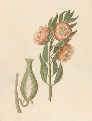 Asclepias grandiflora [Pachycarpus grandiflorus]