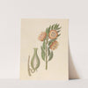 Asclepias grandiflora [Pachycarpus grandiflorus] by Clemenz Heinrich Wehdemann