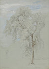 Ash Tree