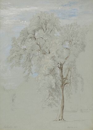 Ash Tree