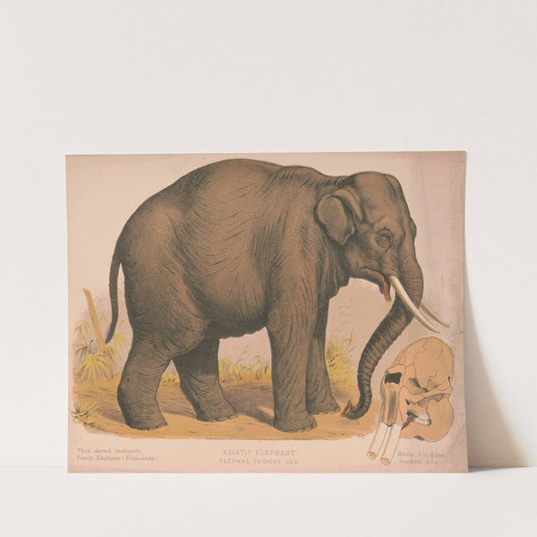 Asiatic elephant – Elephas indicus cuv (1874) by Louis Prang & Co.