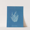 Asperococcus echinatus (1843-1853) by Anna Atkins