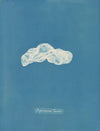 Asperococcus Turneri